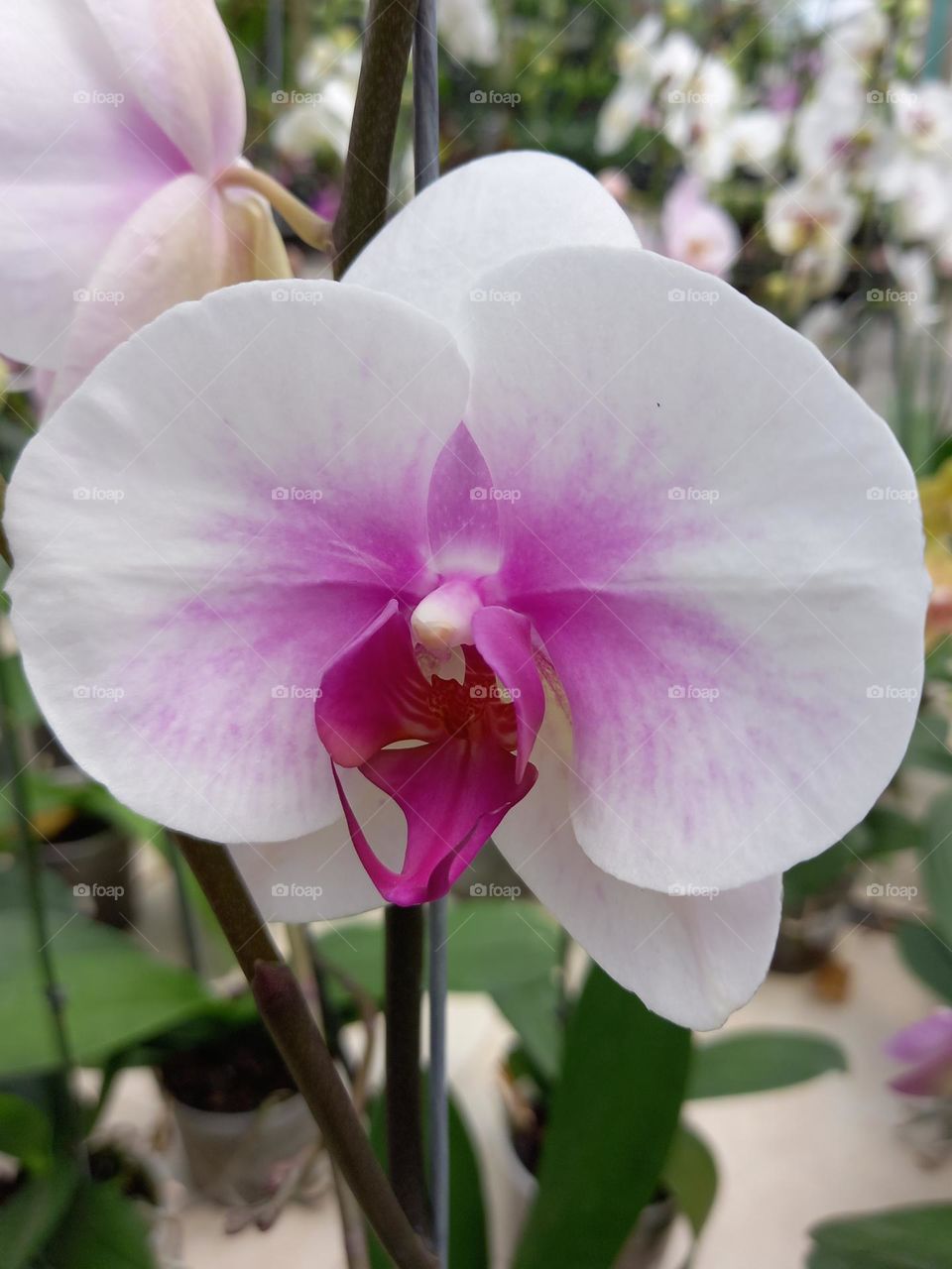 white and pink orchid