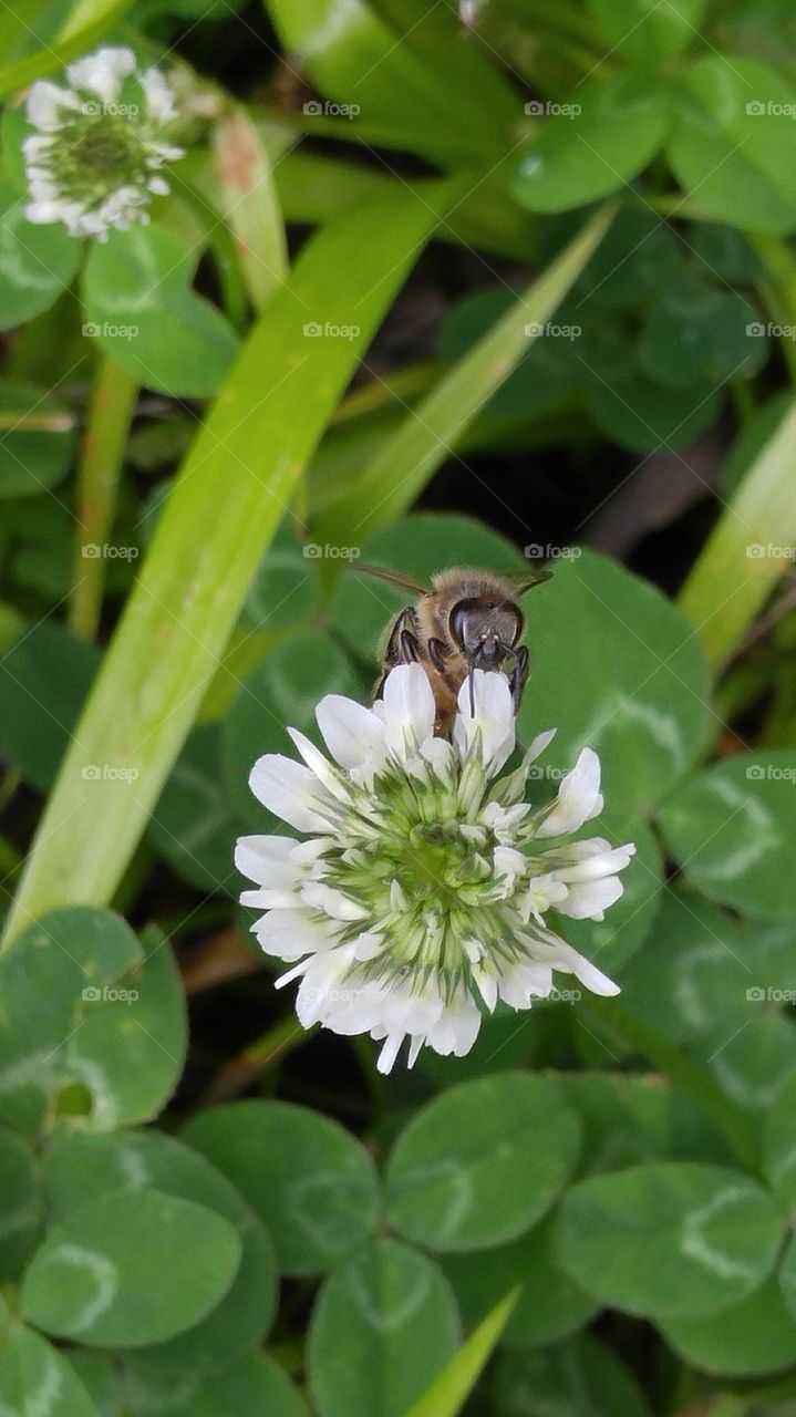 Wild clover honey somewhere not too far away.