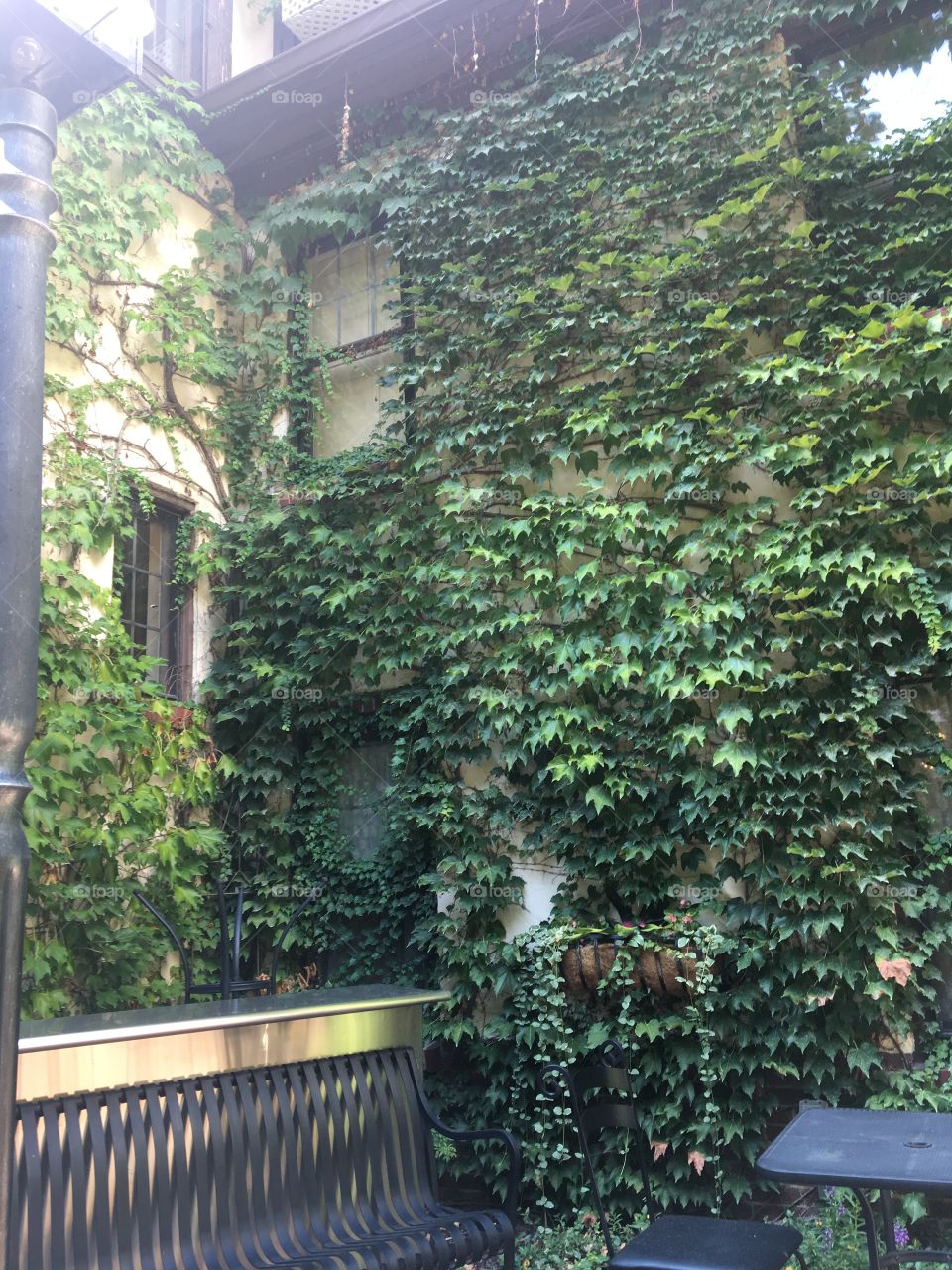Ivy courtyard beautiful fall