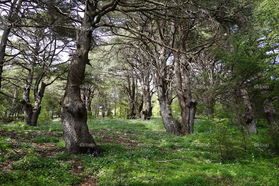 Explore the secrets of the forest...

The cedar forest of Lebanon. 