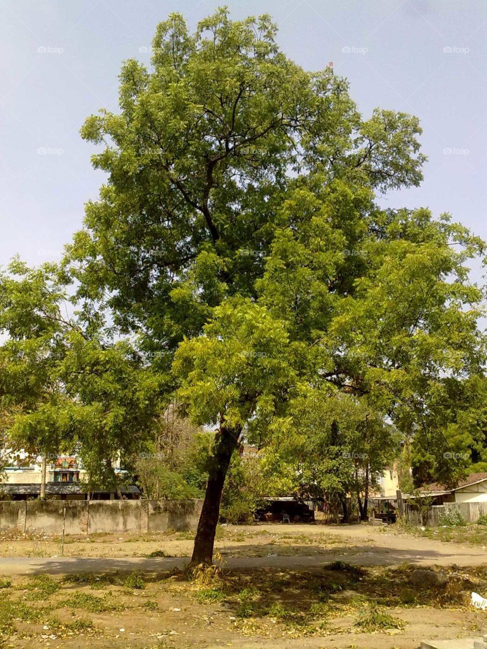 Tree environment