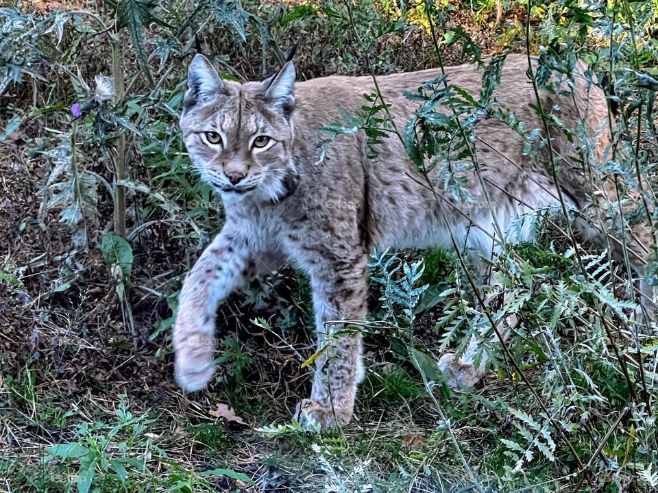 Elegant wild cat Eurasian lynx walking and looking at the camera passing by