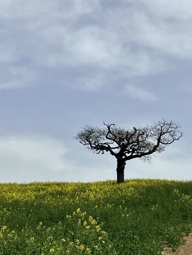 A beautiful, unique shaped tree that almost looks like it’s reaching out and supporting the sky. A field full of yellow flowers, a beautiful English countryside view. 
