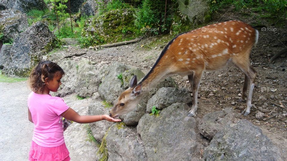 Feeding Deer 