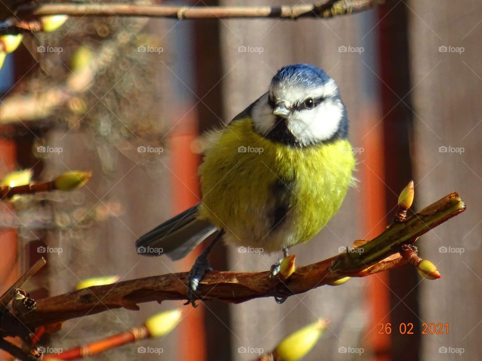 Blue tit