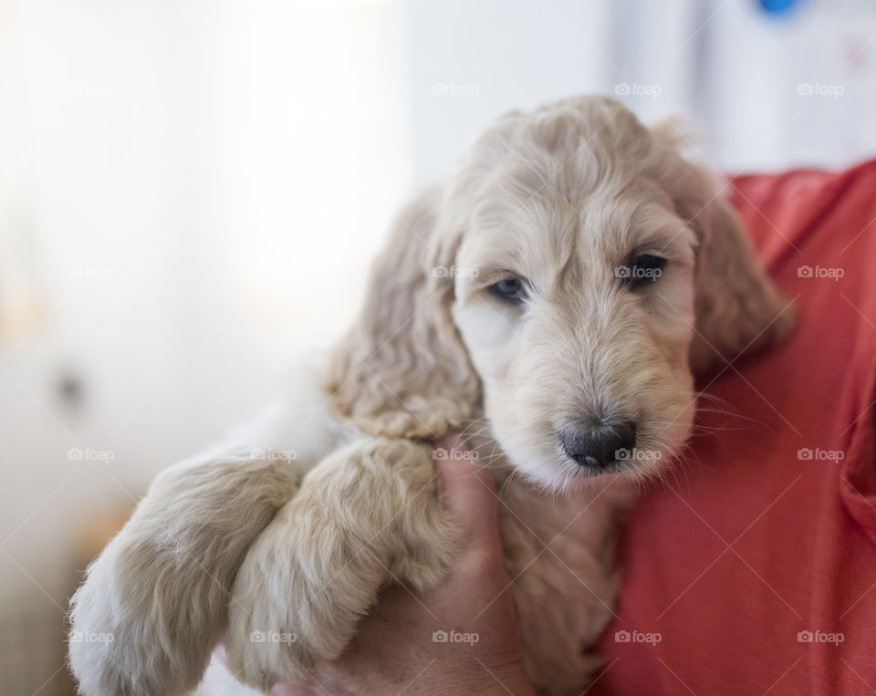 golden doodle