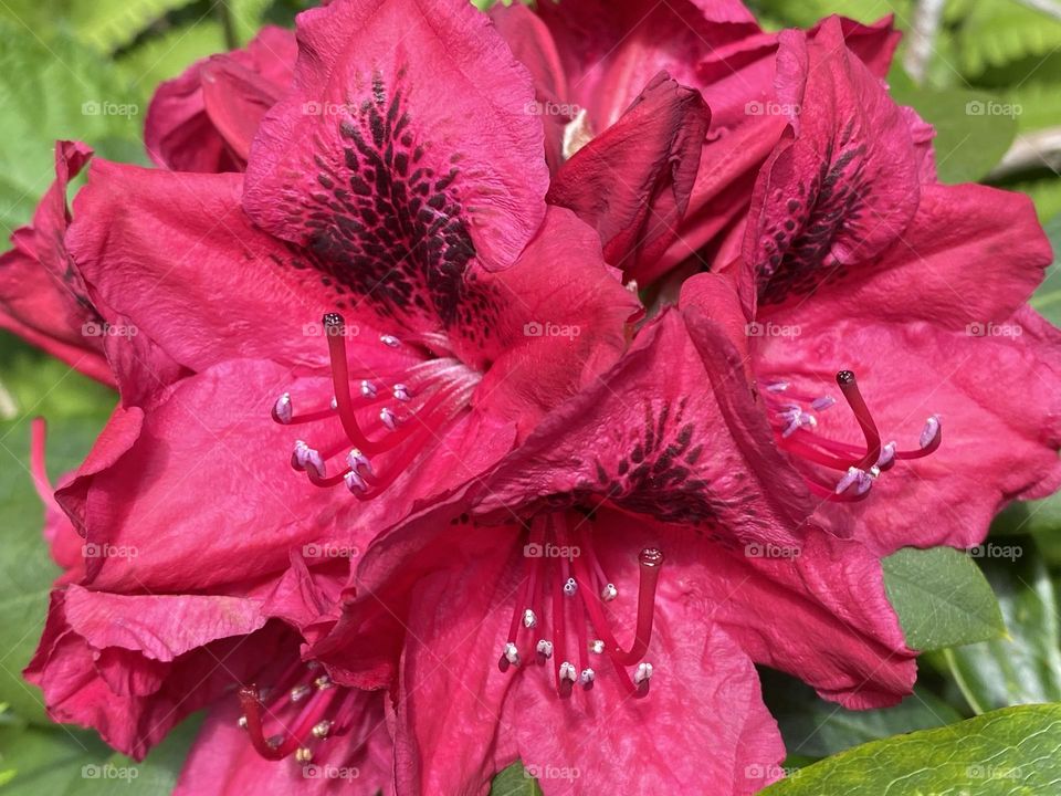 A close up of a Flower 