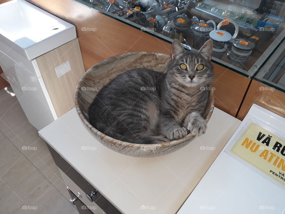 Kitty in sink! 🤗😊