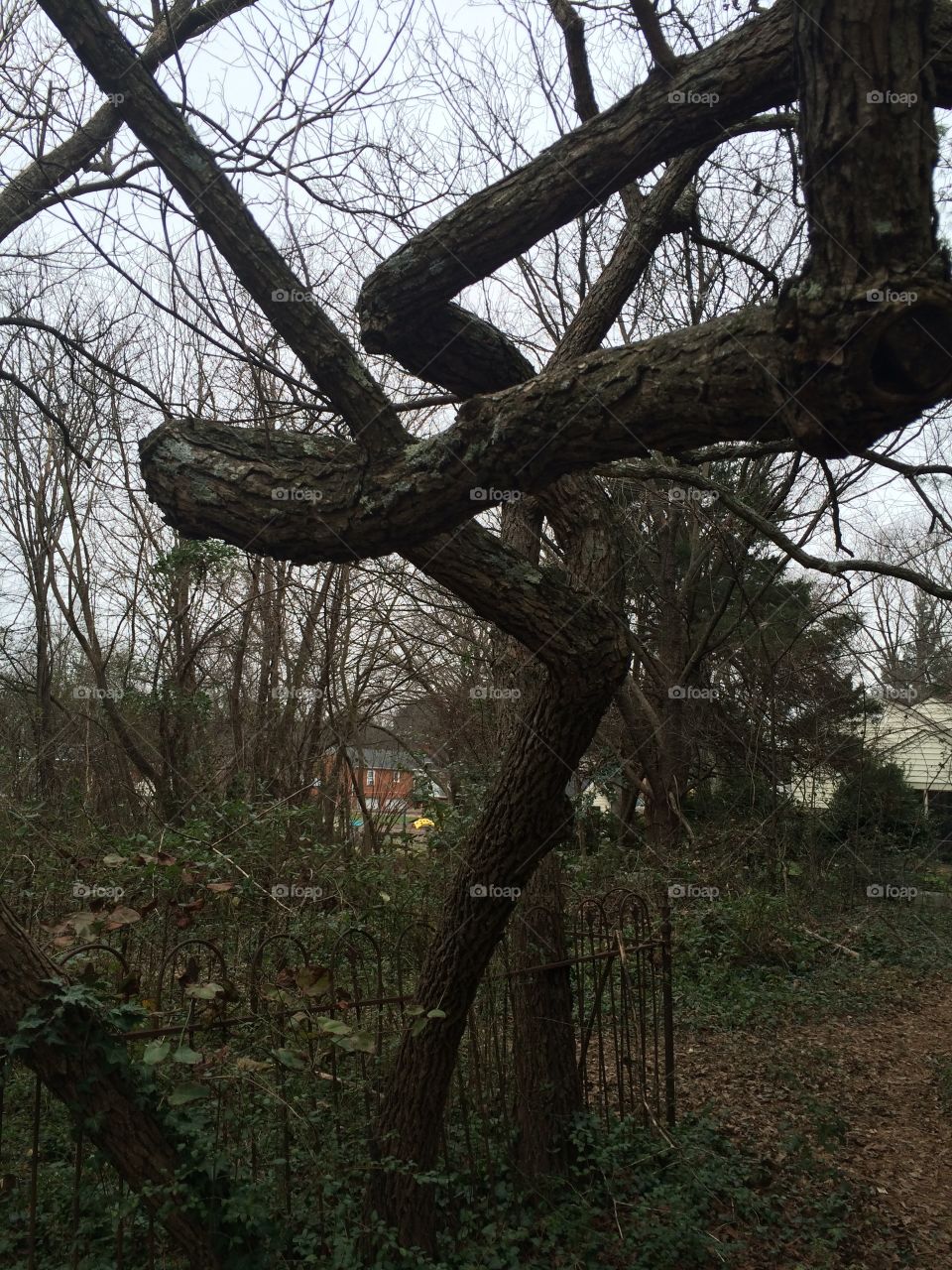 Tree, Wood, No Person, Landscape, Environment