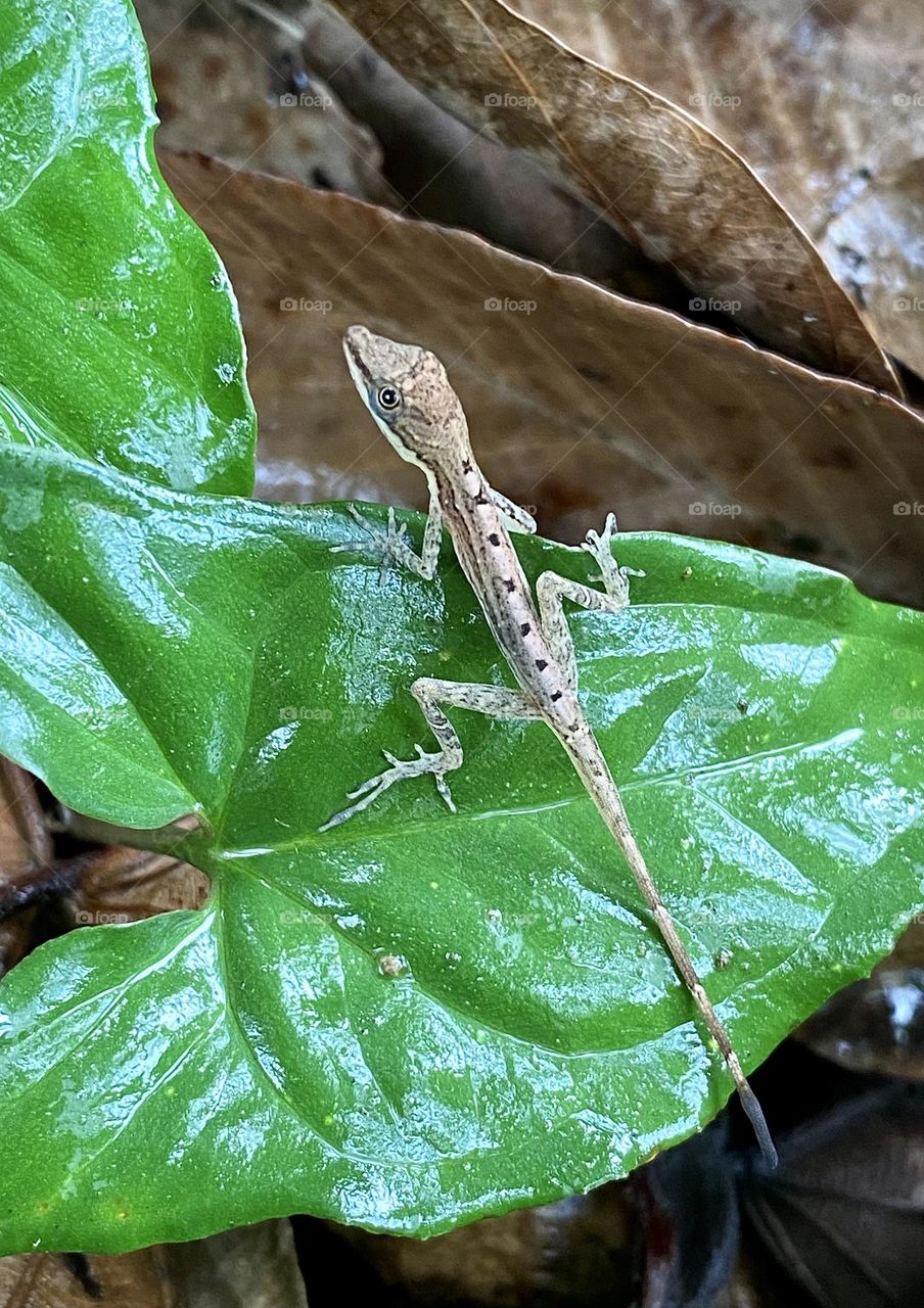 A border anole sitting on a large green leaf