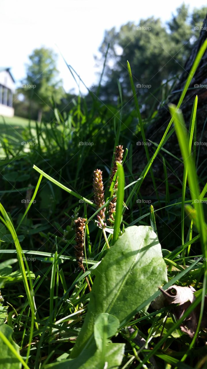 Grass, Nature, Leaf, Flora, Summer