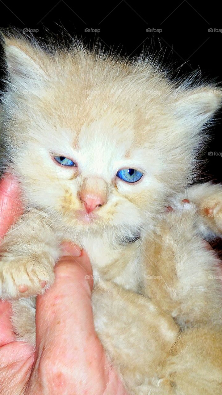 cute yellow kitten with blue eyes