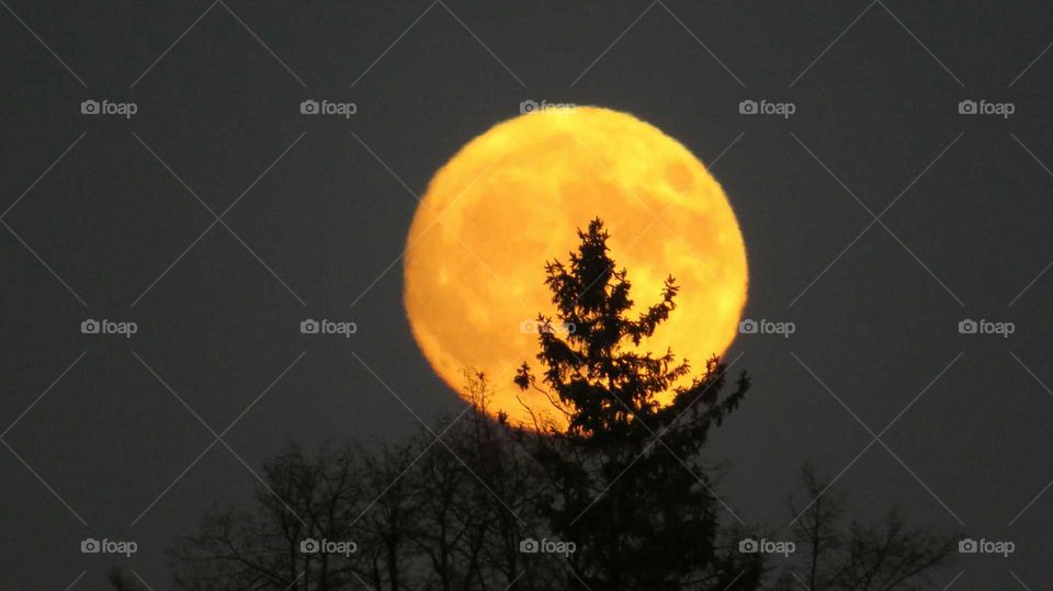 Full moon behind tree.