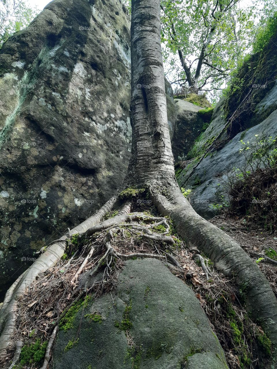 скала і дерево