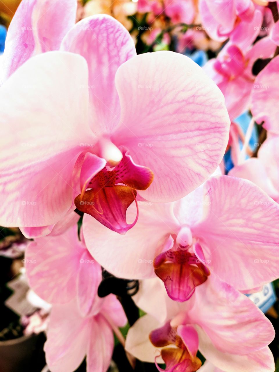 pink orchid