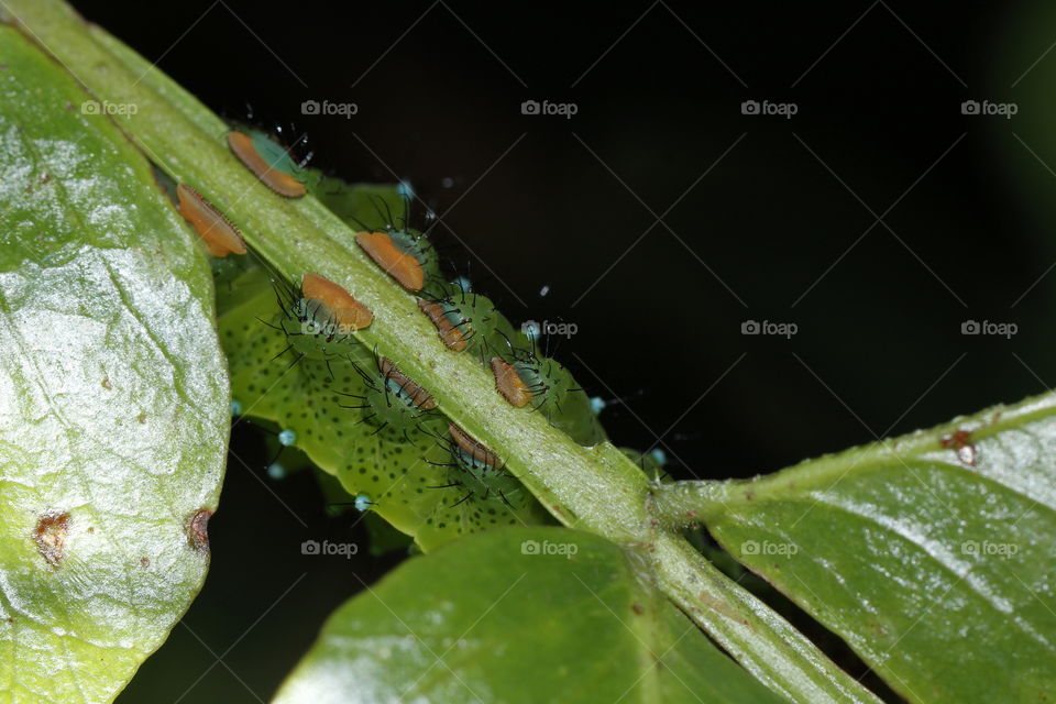 Gorgeous green caterpillar clasping leaf