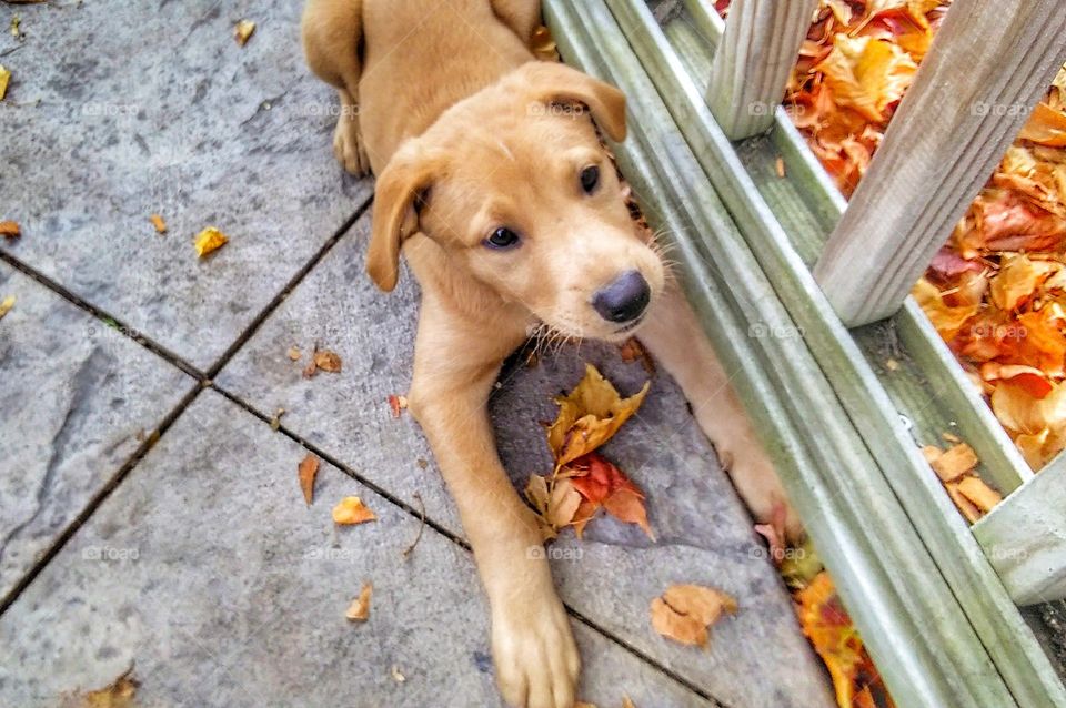 brown puppy playing in autumn leaves
