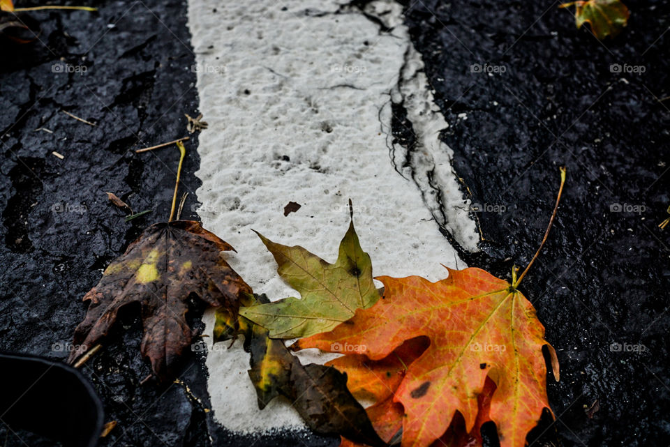 fallen leaves