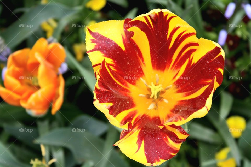 beautiful floral splendor