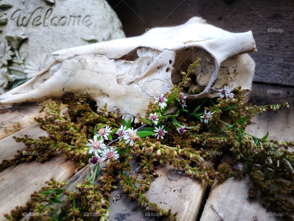 Portrait of a plant:
Asters protruding from a deer skull.