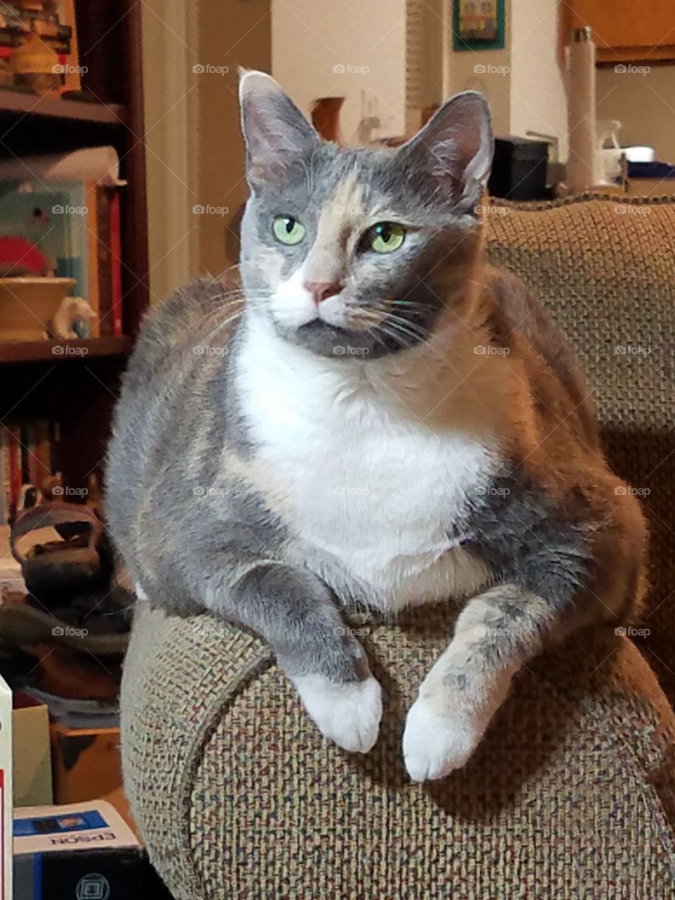 Kitty with Green Eyes