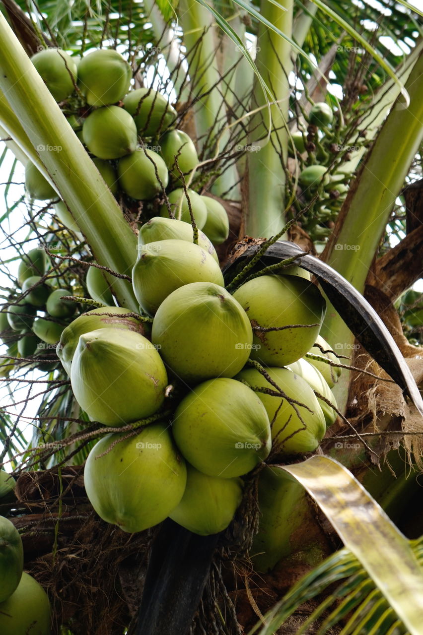 coconut fruits