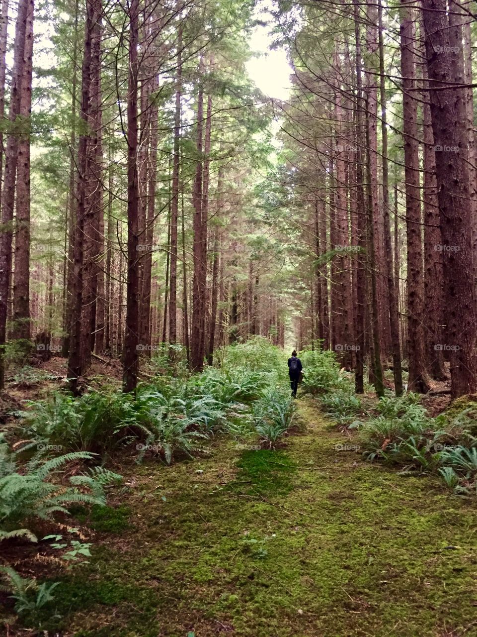 The rainforest and its magic