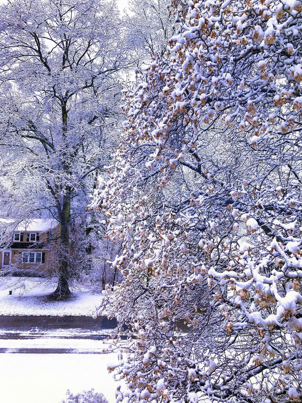 A frosty Morning after a winter snowstorm in Massachusetts with crystallized snow and ice clinging to the tree branches.
