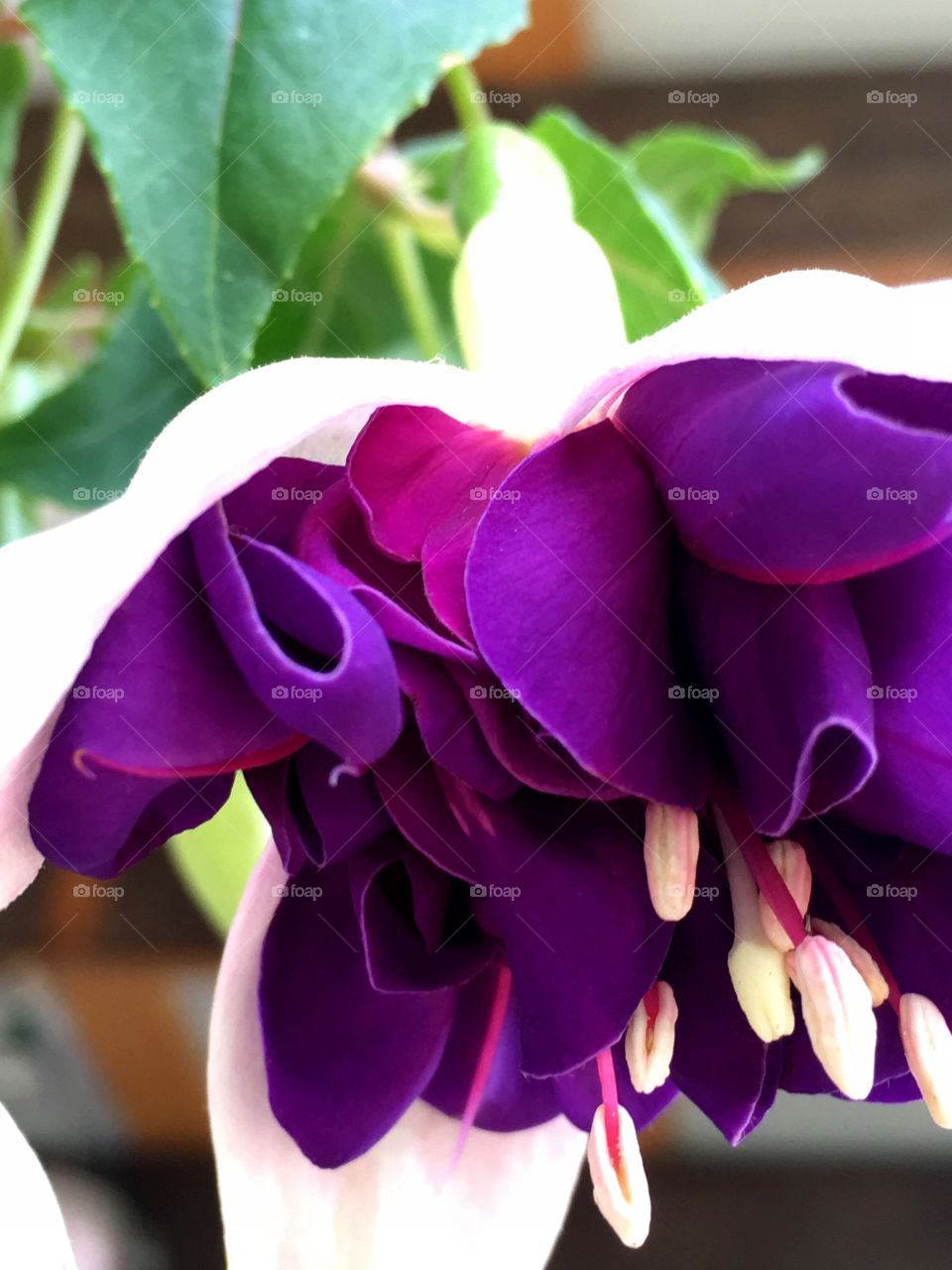 A pretty purple fuschia catches some sunshine