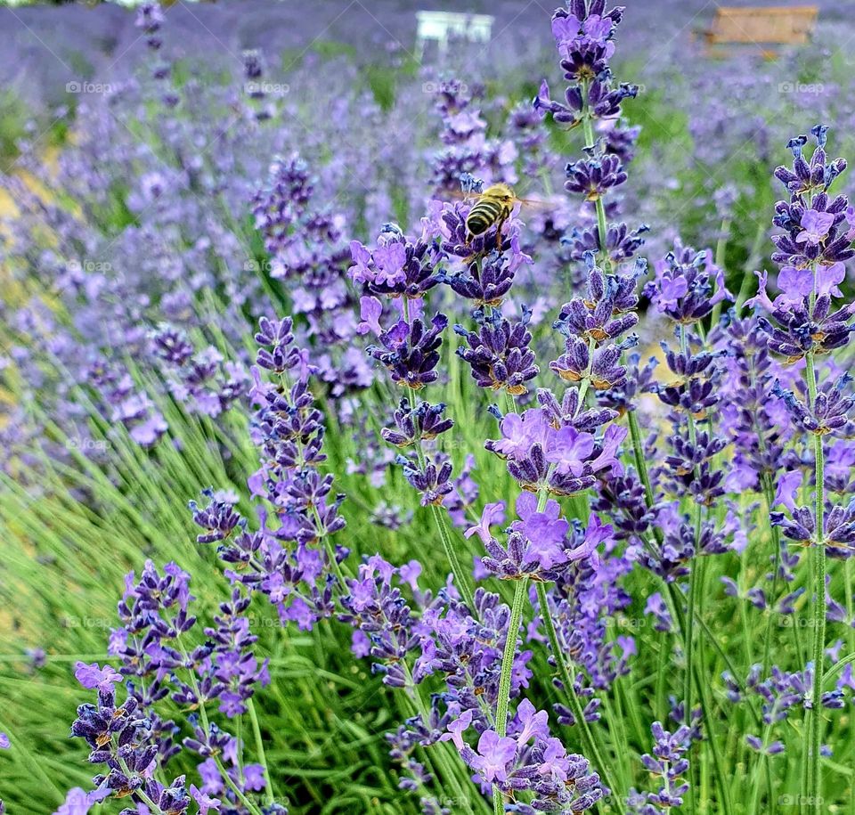 At the lavender farm