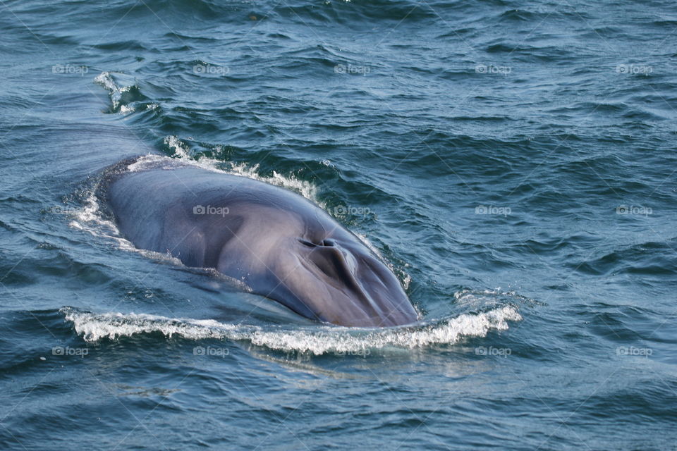 Whale swimming in sea