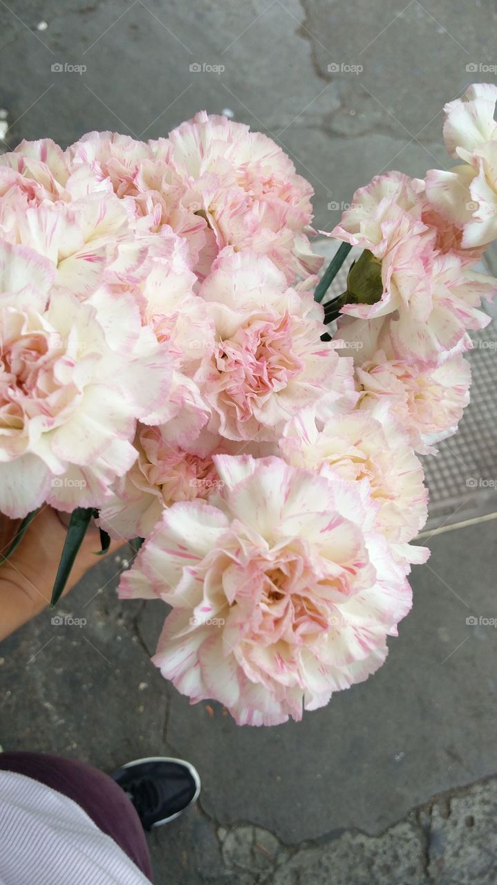 Pink flowers