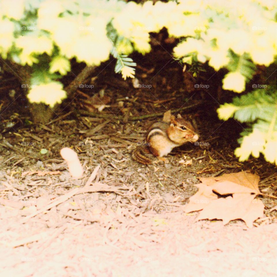 feeding chipmunk. chipmunk eating tossed peanuts