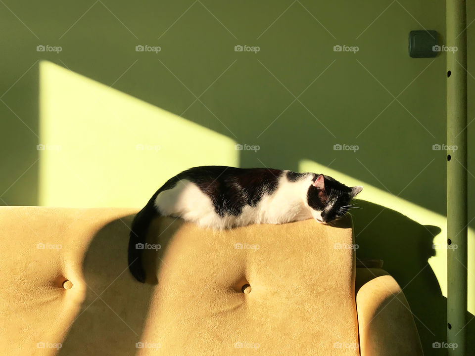 Cat sleeping on sofa in light and shadows 