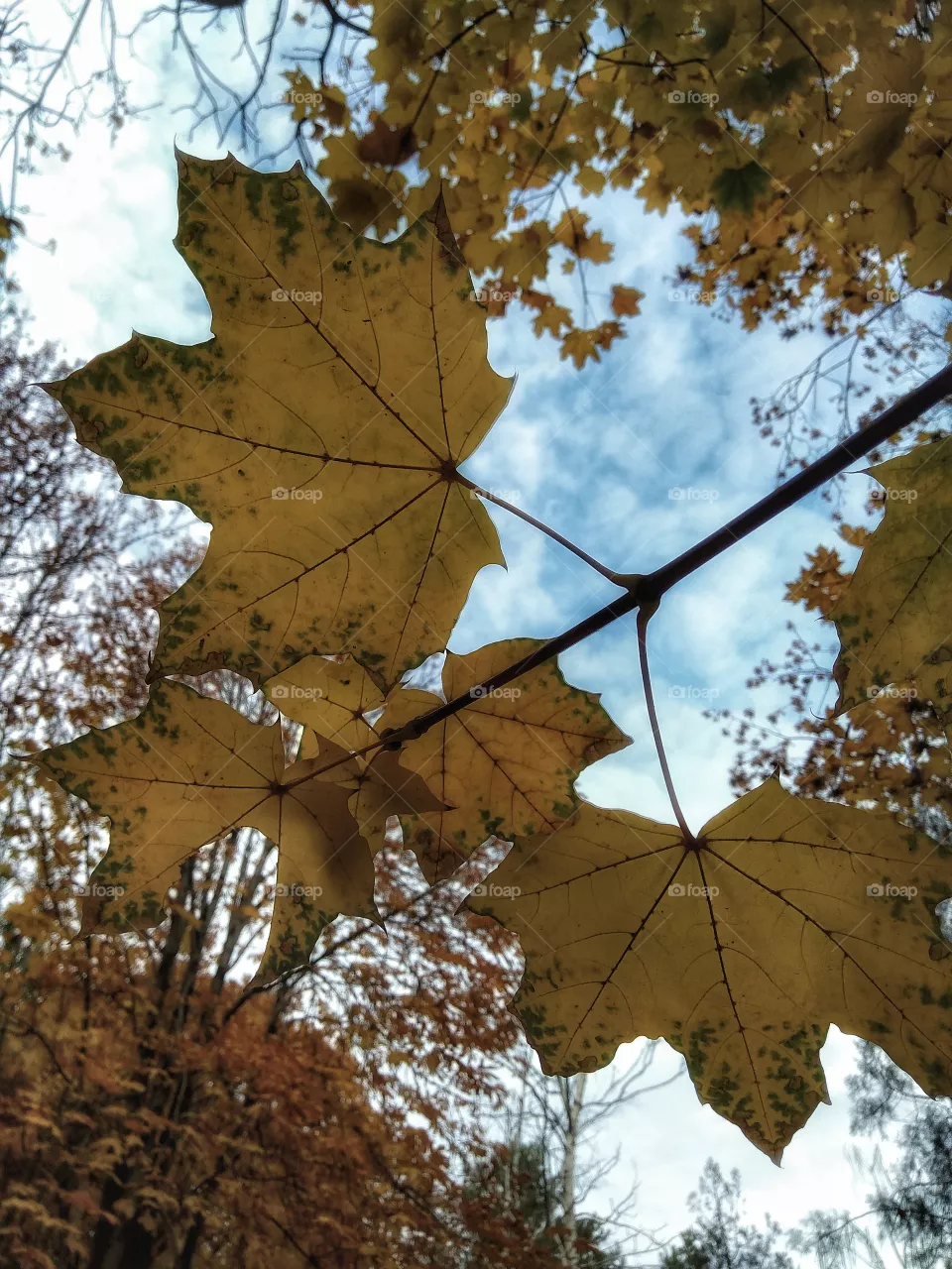 Autumn