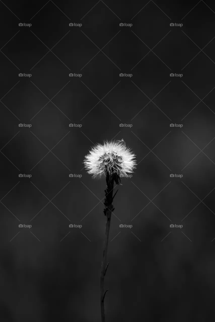 Dandelion