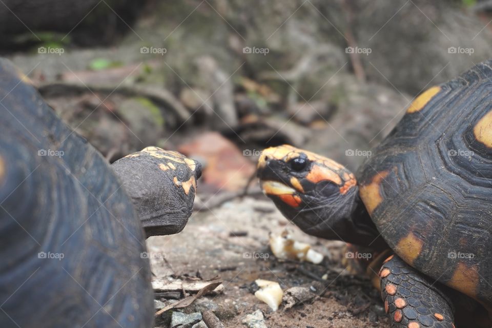 Two red-footed tortoises (Chelonoidis carbonarius). The species is common in Brazilian forests, from the Northeast to the Southeast.