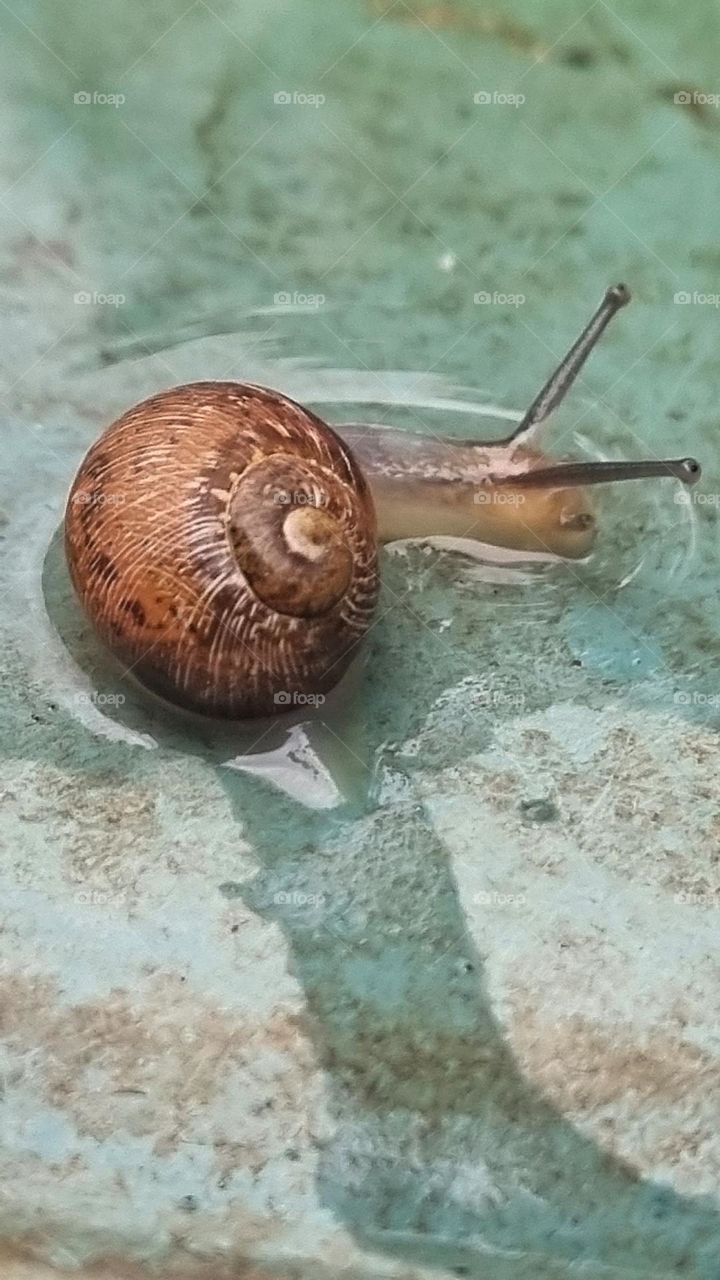 small snail drinks water