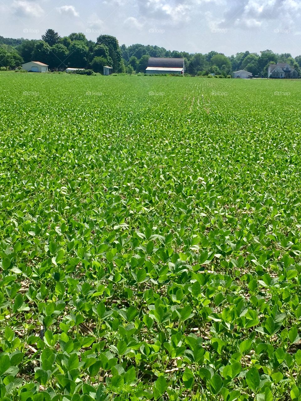 Ohio  Field of Soy Beans