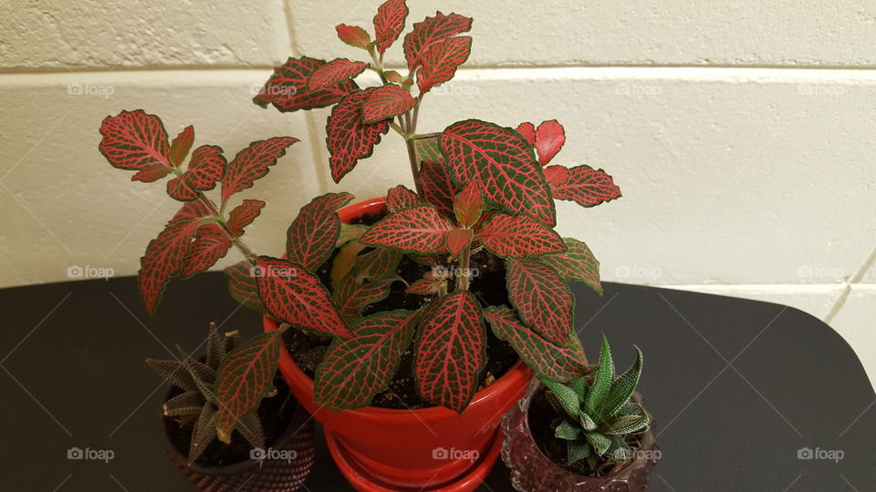 Lovely Plants Looking From Above