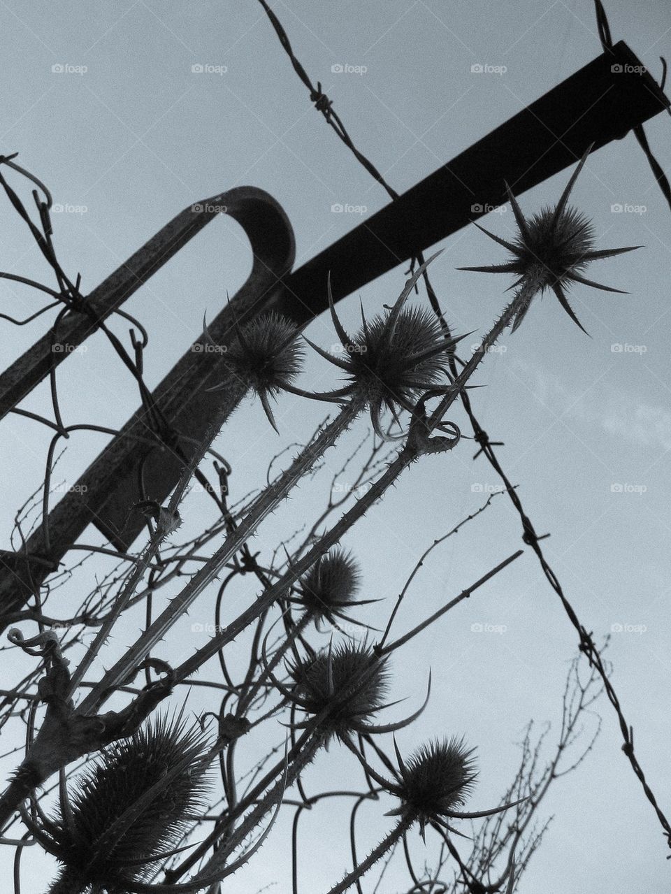 fence thorns by juliar