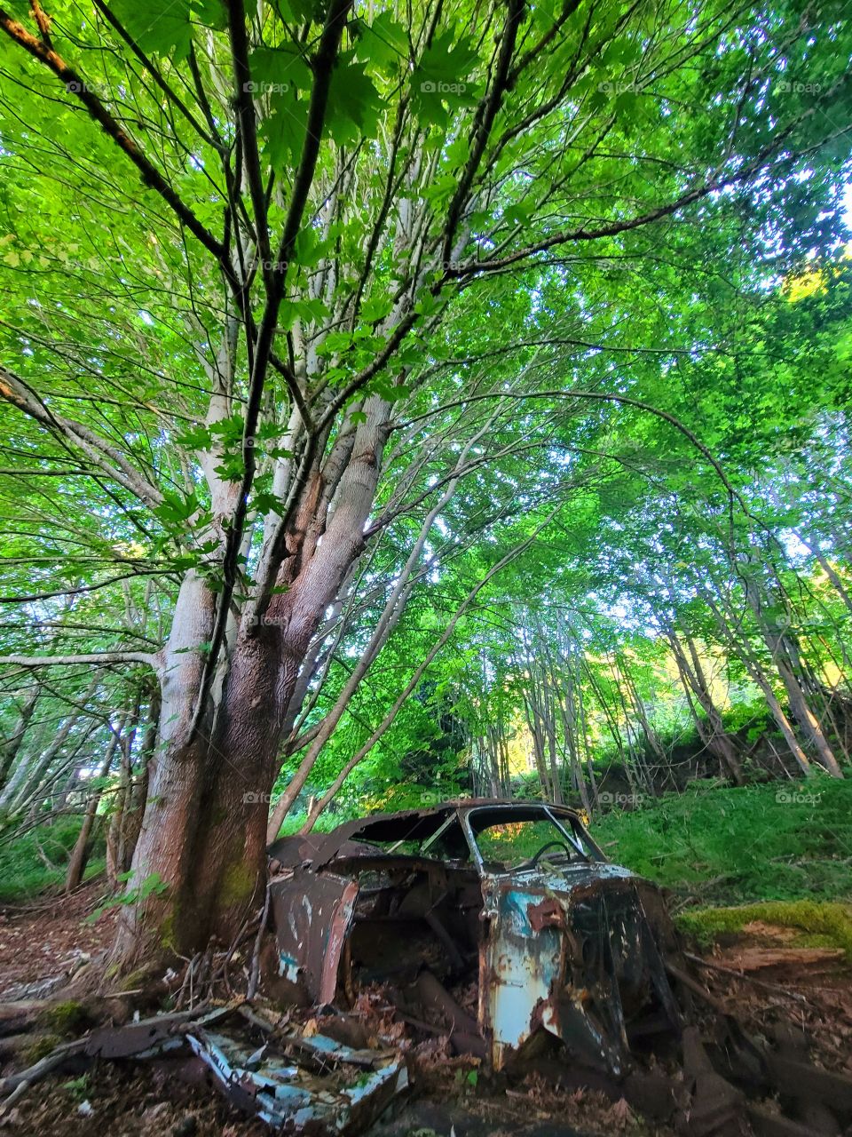 Old car in forest 2