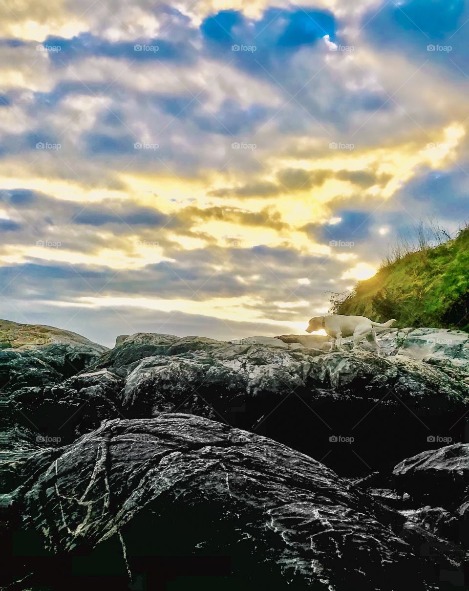 White dog climbs rock hill under dramatic clouds 
