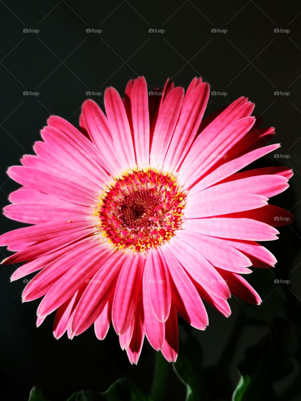 Pink gerbera. Nice flower