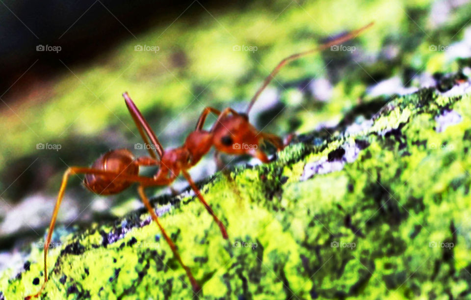 red ant....