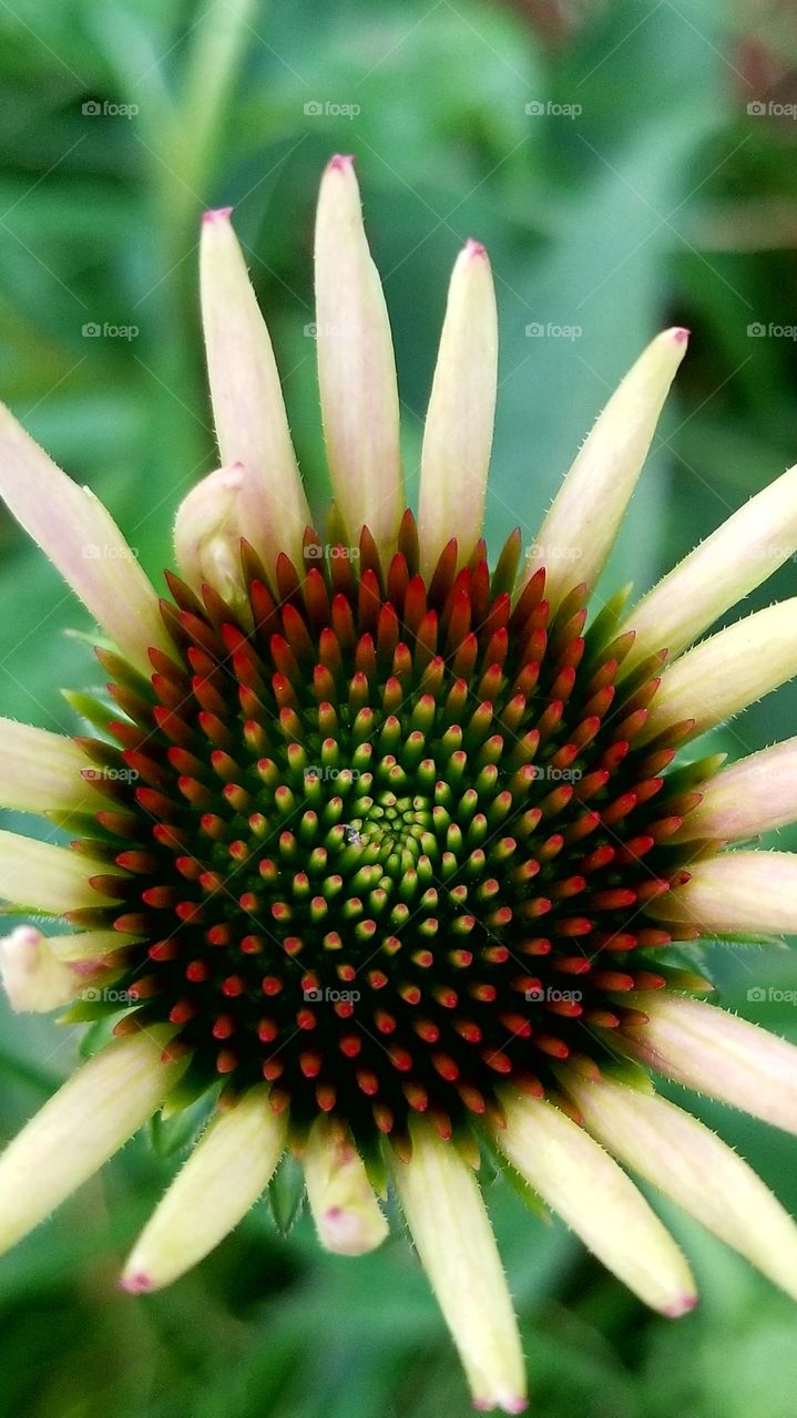 Coneflower