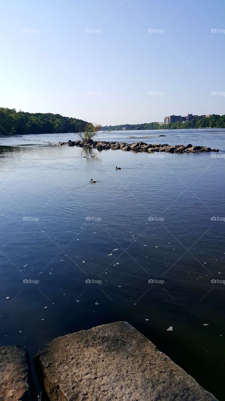 rocks and ducks on the Mississippi River and a tree in the middle of the river