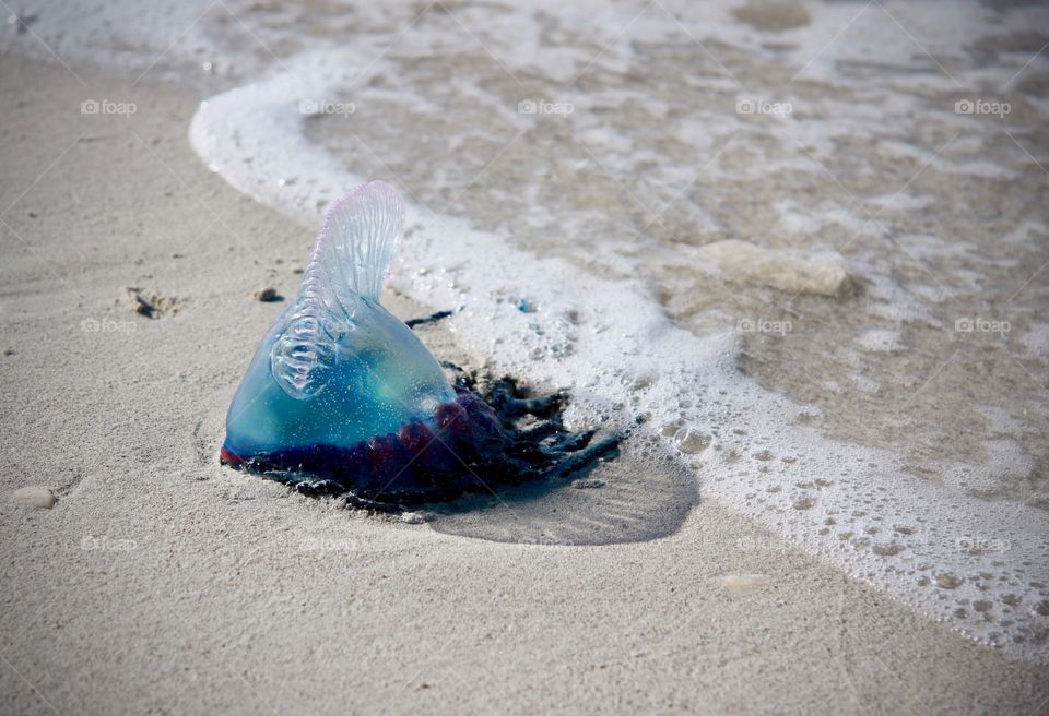 A blue jelly fish washed up on shore at the beach