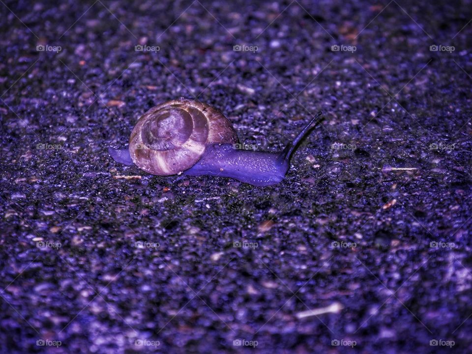 snail