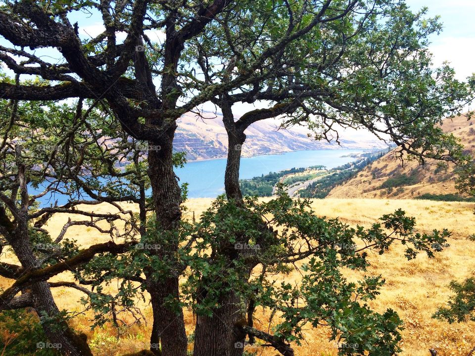 A tree overlooking the columbia river